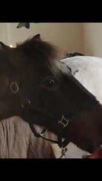 Touring a Fairytale English Farmhouse at Christmas