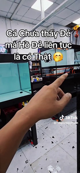 câu chuyện muôn thuở của anh em MÊ CÁ cá chưa thấy đẻ mà Hồ Đẻ là có Thật 🤭 #longvuaquarium #hocalongvu #hocacanh #cacanh #cacanhvietnam