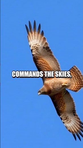 Life Cycle of the Red-Tailed Hawk