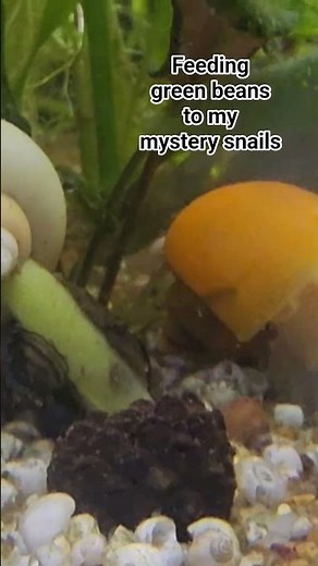 Mystery Snail Feeding #pets