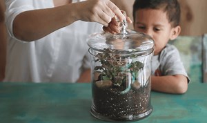 Plant a Terrarium | Crafts for Kids