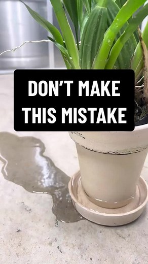 Drip Tray Mastery: Perfecting Watering for Houseplants with Style! In this TikTok video, we’re diving into the world of watering mastery, specifically tailored for houseplants with drip tray containers at the bottom. Join me as we explore the art of nurturing your green companions while maintaining a stylish and efficient watering routine. Watch closely as we guide you through the steps of watering, showcasing how drip tray containers not only capture excess water but also add a touch of eleganc