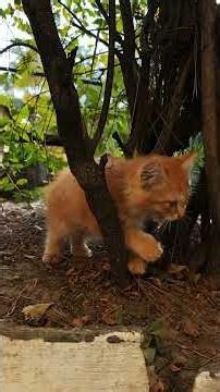 Beyond Exhaustive Search: Metaheuristics in Python