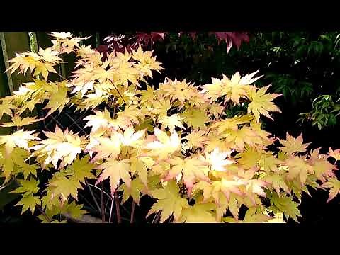 Acer Tree - Basic Summer Pruning