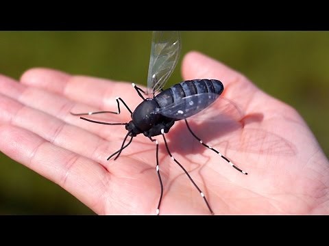 ENORMOUS MOSQUITO!