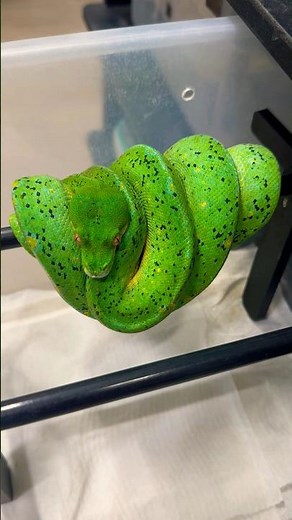 One of the MOST expensive green tree pythons in my collection.