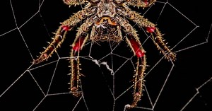 Fourteen Ways That Spiders Use Their Silk
