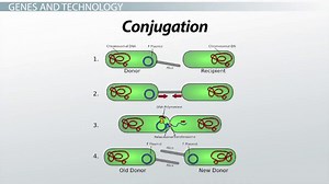 Bacterial Transformation Biology | Overview, Process & Efficiency
