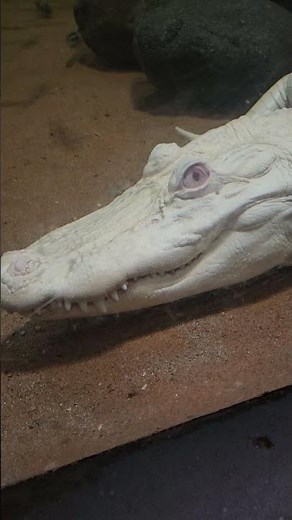 🐊 Beautiful Albino Alligator – A Rare and Stunning Sight! 🤍
