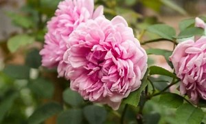 Cabbage Rose (Rosa x centifolia): Tips For Cutting, Planting & Propagating