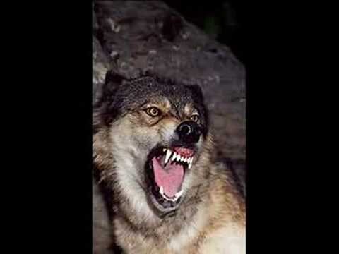 Wolf Sounds 2 *Growling*