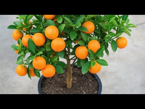 Grow Oranges at Home With This Easy Trick! | Grafting Orange Tree