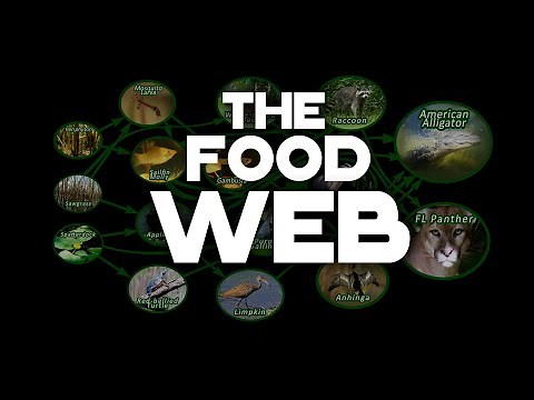 The Food Web