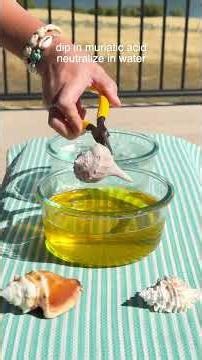How to Clean Seashells