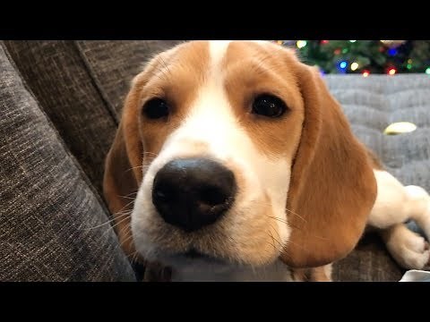 Seven cutest sounds a beagle makes
