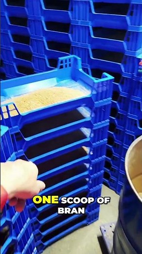 Mealworm Life Cycle: From Egg to Larva!