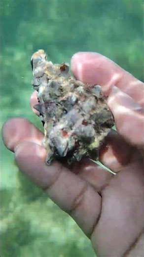 Seashell hunting#shorts#subscribe#seafood#oceanview#viral