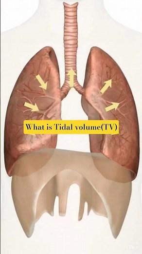 What Is Tidal Volume? | Human Respiration