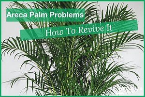 Why Is Your Areca Palm Drooping: Causes and Solutions - Smart Garden and Home