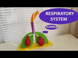 Science project Lungs working model// Respiratory System Model