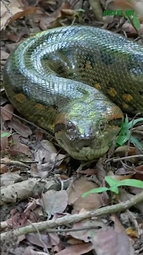 "The Incredible Green Anaconda Nature's largest Snake breed!"