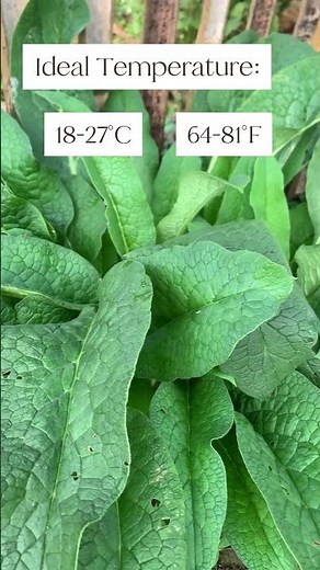 How to grow COMFREY. Everything you need to know in less than 60 seconds!