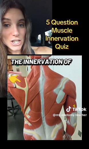 Muscle Quiz: Test Your Anatomy Knowledge