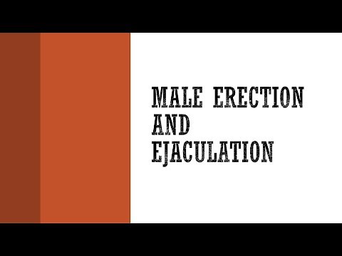 Male Erection and Ejaculation Anatomy & Physiology