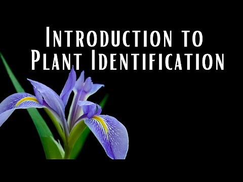 Introduction to Plant Identification