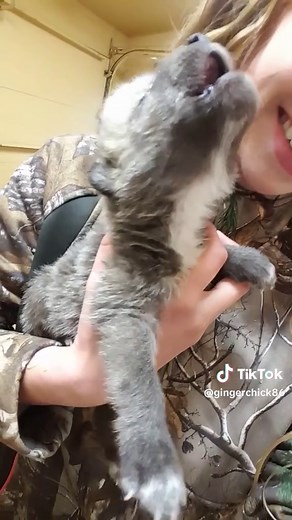 Adorable Wolf Pup Howling for the First Time