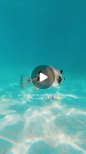 TICOOLIEE🌺 on Instagram: "h20, just add water 🐚🫧🧜🏽‍♀️🌊 oh to be young again watching h20 for the very first time and falling in love. come to think of it, i’m sure this show played a big role in my childhood and helped shape how i spent a lot of my time growing up. is that crazy? lmao. thankful to be from the caribbean where i can constantly live my h20 dream. did you watch this show too?🥰 #mako #makoisland #caribbean #mermaid #wanderlust #bluehole #swimming #happyplace #h20 #childhood #o