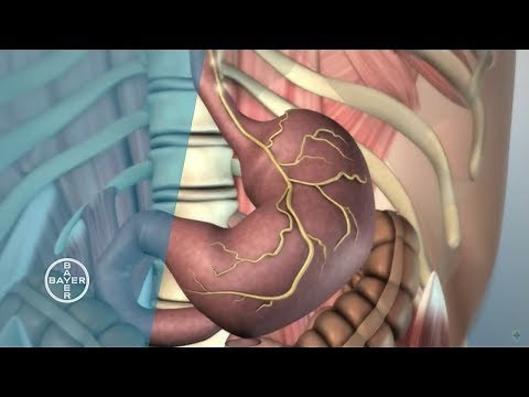 How does the Stomach Function?