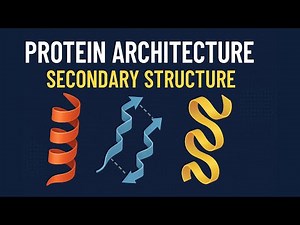 Protein Secondary Structure | Biochemistry Animation for CSIR NET and Life Science Exams