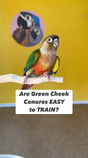 Are Green Cheek Conures EASY to TRAIN?