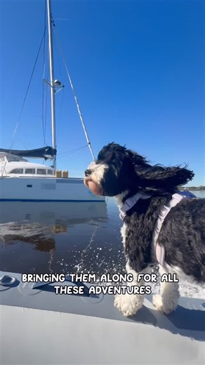 Cass + Keen | Sailing Splash House on Instagram: "what’s your dogs fav vacation spot???? #cockapoo #dogsofinstagram #sailing #catamaran #ditl"