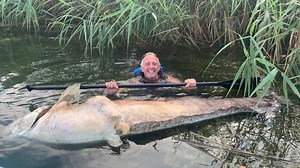 Riesenwels von mehr als zwei Metern Länge am Greifensee angeschwemmt