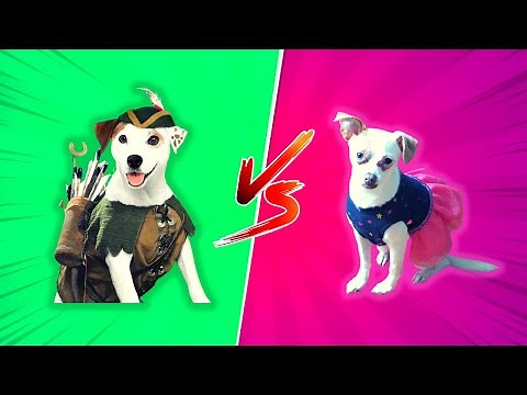 Jack Russell Terrier VS Chihuahua: Which Dog Should YOU Get?