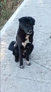 Tere Jaisa Yaar KahanSong by Kishore Kumar #music #trending #bollywood #bollywoodsongs #kishorekumar