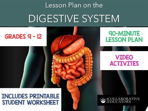 Lesson Plan on the Digestive System | Teaching Resources