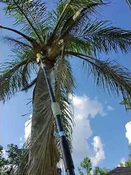 Ryobi Pole Saw Trimming Palm Trees POV