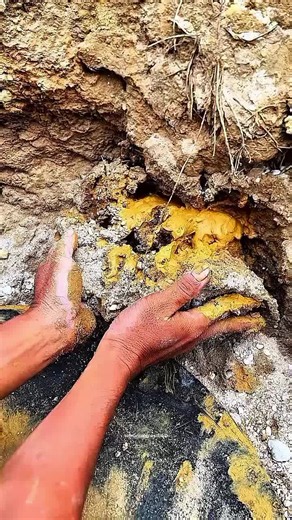 Looking for gold and panning for gold buried in river walls #golddiscovery #mininggold #goldpanning #goldhunter #viralvideo #foryou #foryoupage