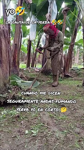 Farming Techniques: Cutting Down Banana Trees