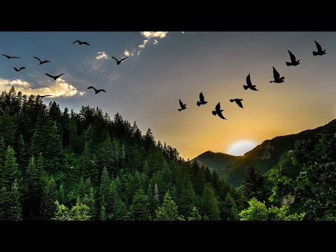 Bird Chirping Sounds for Sleeping and Deep Relaxation I 8 Hours | Birds Chirping Sound Effects
