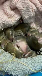 73 reactions · 5 comments | A little peek at a recent wildlife...