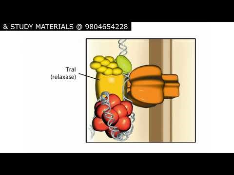 Bacterial conjugation animation CSIR NET life science | Mechanism of bacterial conjugation explained