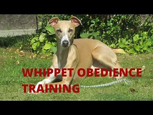 Monty, the Whippet, in training.