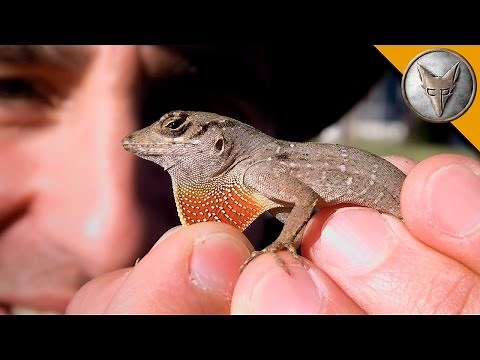 Top 5 Lizard ENCOUNTERS in South Florida You Won't Believe