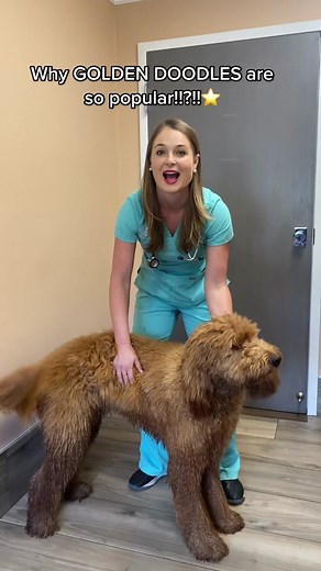 Why Golden Doodles are So Popular and Hypoallergenic - Vet Explains
