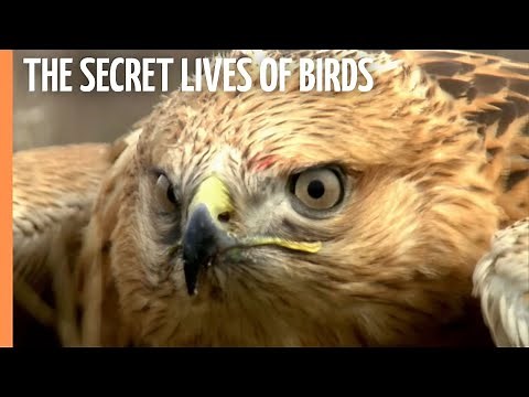 The Secret Lives of Birds and Their Aerial Feats | Full Documentary
