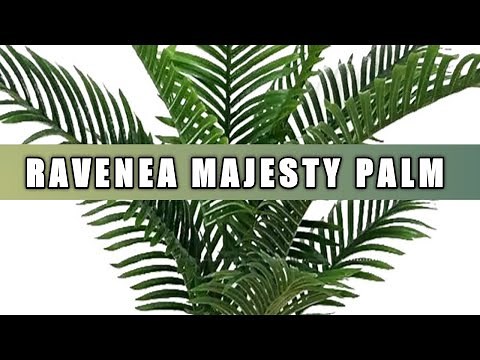 How to grow and care of ravenea palm | Care of majesty palm plant | Ravenea Rivularis palm tree